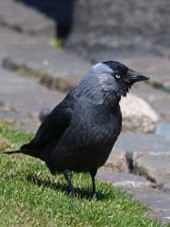 Attēlu rezultāti vaicājumam “Corvus monedula adult”