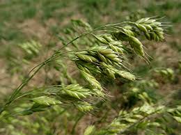 Attēlu rezultāti vaicājumam “Bromus secalinus”