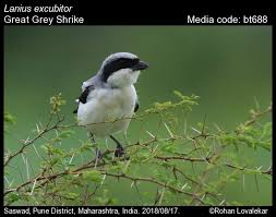 Attēlu rezultāti vaicājumam “Lanius excubitor adult”