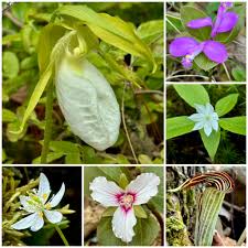 Attēlu rezultāti vaicājumam “Acer pseudoplatanus fo. purpurascens flower”