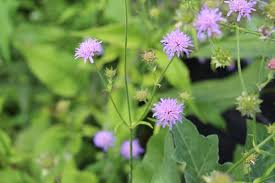 Image result for Knautia dipsacifolia