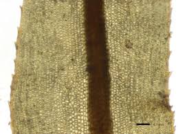 Attēlu rezultāti vaicājumam “Atrichum flavisetum”