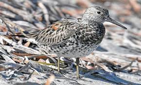 Image result for Calidris tenuirostris