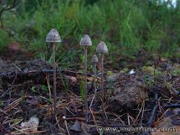 Attēlu rezultāti vaicājumam “Panaeolus papilionaceus”