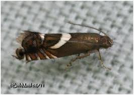 Attēlu rezultāti vaicājumam “Glyphipterigidae”