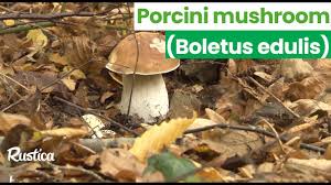Attēlu rezultāti vaicājumam “Boletus edulis”