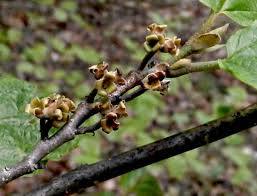 Attēlu rezultāti vaicājumam “Hamamelis japonica bud”