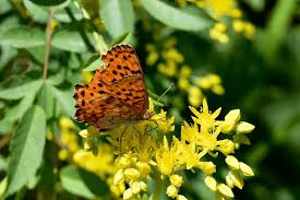 Attēlu rezultāti vaicājumam “Brenthis ino upperside”