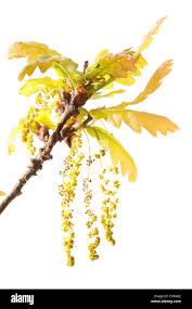 Attēlu rezultāti vaicājumam “Quercus robur male flower”