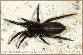 Attēlu rezultāti vaicājumam “Gnaphosidae”