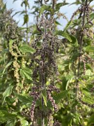 Attēlu rezultāti vaicājumam “Urtica dioica flower”
