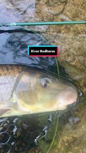 Image result for Moxostoma carinatum