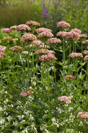 Attēlu rezultāti vaicājumam “Silene chalcedonica leaf”