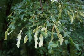 Attēlu rezultāti vaicājumam “Tilia platyphyllos Laciniata”