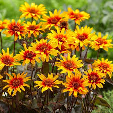 Image result for Heliopsis scabra