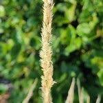 Attēlu rezultāti vaicājumam “Calamagrostis arundinacea leaf”