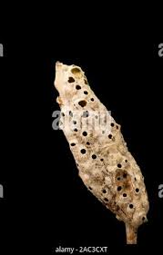 Attēlu rezultāti vaicājumam “Diastrophus rubi”