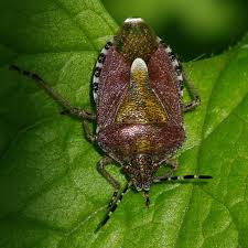 Attēlu rezultāti vaicājumam “Dolycoris baccarum”