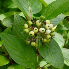 Attēlu rezultāti vaicājumam “Cornus sericea fruit”
