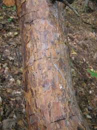 Attēlu rezultāti vaicājumam “Tomicus minor”