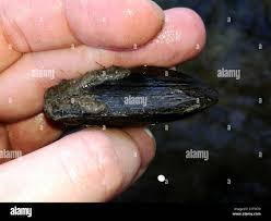 Attēlu rezultāti vaicājumam “Unio crassus”