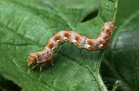 Attēlu rezultāti vaicājumam “Erannis defoliaria larva”