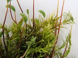 Attēlu rezultāti vaicājumam “Orthotrichum cupulatum var. riparium sporophyte”