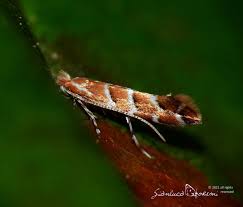 Attēlu rezultāti vaicājumam “Cameraria ohridella”