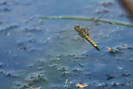 Attēlu rezultāti vaicājumam “Leucorrhinia pectoralis female”