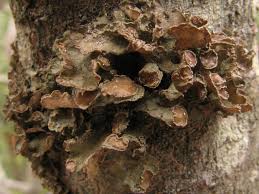 Attēlu rezultāti vaicājumam “Cetraria sepincola”