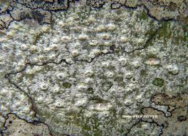 Attēlu rezultāti vaicājumam “Pertusaria leioplaca”