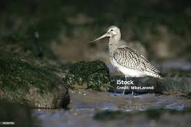 Attēlu rezultāti vaicājumam “Limosa lapponica”