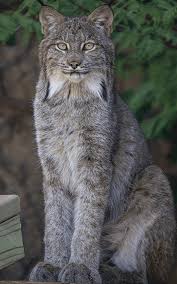 Afbeeldingsresultaat voor lynx