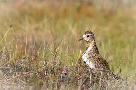 Attēlu rezultāti vaicājumam “Pluvialis apricaria”