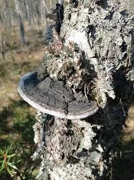 Attēlu rezultāti vaicājumam “Phellinus nigricans”