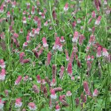 Image result for Sanguisorba officinalis