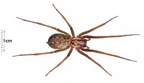 Image result for spider