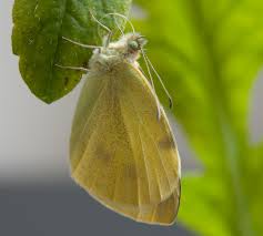 Attēlu rezultāti vaicājumam “Thyatira batis larva”
