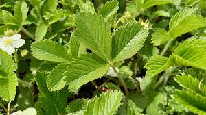 Attēlu rezultāti vaicājumam “Fragaria viridis”