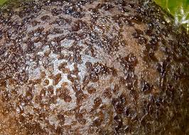 Attēlu rezultāti vaicājumam “Lycogala cf. fossiculatum sessile”