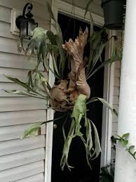 Attēlu rezultāti vaicājumam “Stemonitopsis typhina var. similis stalked”