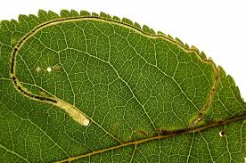 Attēlu rezultāti vaicājumam “Lyonetia clerkella”