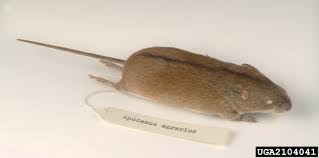 Attēlu rezultāti vaicājumam “Apodemus agrarius”