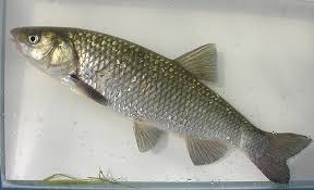 Image result for Squalius cephalus cavedanus