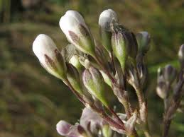 Attēlu rezultāti vaicājumam “Gypsophila fastigiata”