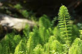 Attēlu rezultāti vaicājumam “Equisetum telmateia”