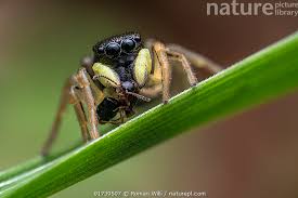 Attēlu rezultāti vaicājumam “Heliophanus sp.”
