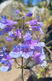 Image result for Penstemon
