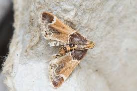 Attēlu rezultāti vaicājumam “Pyralis farinalis”