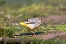 Attēlu rezultāti vaicājumam “Motacillidae”